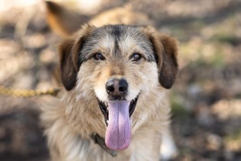 Galeria pod psem i kotem (Odc.48)