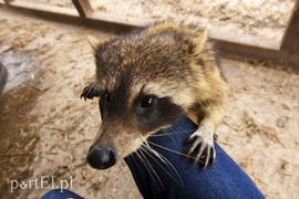 Co słychać w \"Jelonkach\" pod nowym adresem?