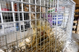 Co słychać w \"Jelonkach\" pod nowym adresem?