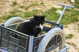 Co słychać w \"Jelonkach\" pod nowym adresem?