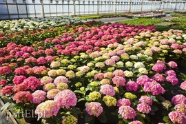 Na wiosnę odmienią twój dom i ogród