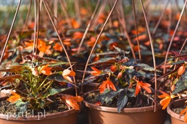 Na wiosnę odmienią twój dom i ogród