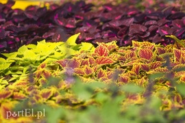 Na wiosnę odmienią twój dom i ogród