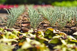 Na wiosnę odmienią twój dom i ogród
