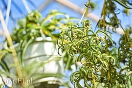 Na wiosnę odmienią twój dom i ogród