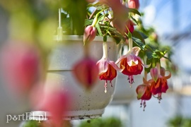 Na wiosnę odmienią twój dom i ogród