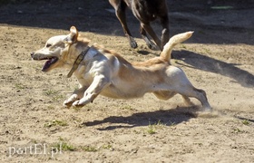 Galeria pod psem i kotem (Odc.50)