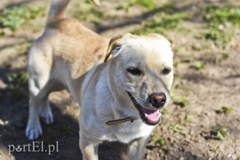 Galeria pod psem i kotem (Odc.50)