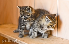 Galeria pod psem i kotem (Odc.50)