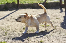 Galeria pod psem i kotem (Odc.50)