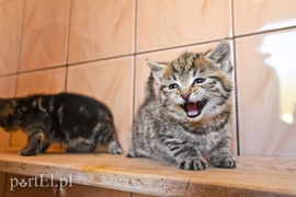 Galeria pod psem i kotem (Odc.50)