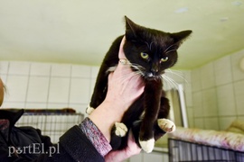 Galeria pod psem i kotem (Odc.51)