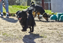 Galeria pod psem i kotem (Odc.51)