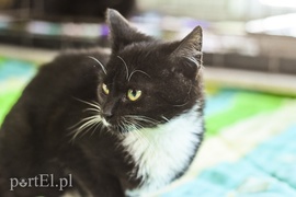 Galeria pod psem i kotem (Odc.51)