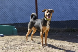 Galeria pod psem i kotem (Odc.52)