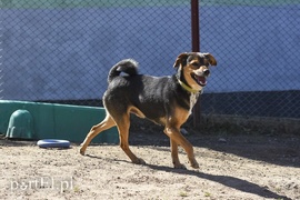 Galeria pod psem i kotem (Odc.52)