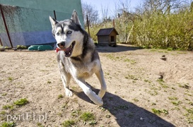 Galeria pod psem i kotem (Odc.53)
