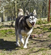 Galeria pod psem i kotem (Odc.53)