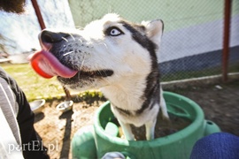 Galeria pod psem i kotem (Odc.53)