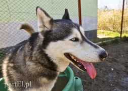 Galeria pod psem i kotem (Odc.53)