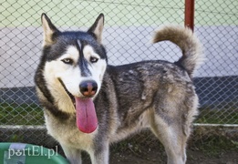 Galeria pod psem i kotem (Odc.53)