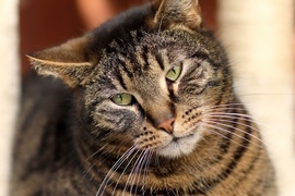 Galeria pod psem i kotem (Odc.53)