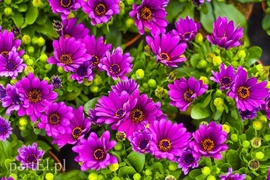 Ozdabiają, pachną i... odstraszają komary