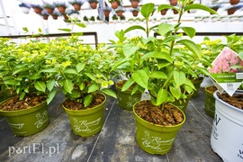 Ozdabiają, pachną i... odstraszają komary