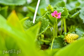 Ozdabiają, pachną i... odstraszają komary