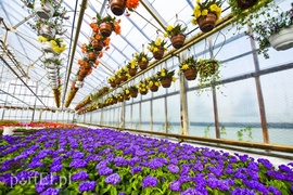 Ozdabiają, pachną i... odstraszają komary