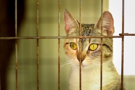 Galeria pod psem i kotem(Odc.54)