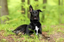 Galeria pod psem i kotem(Odc.54)