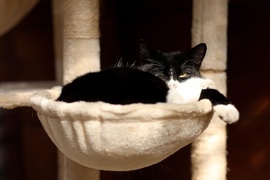 Galeria pod psem i kotem (Odc.55)