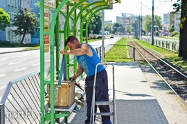 Pszczoły zaatakowały przystanek  (aktualizacja) 