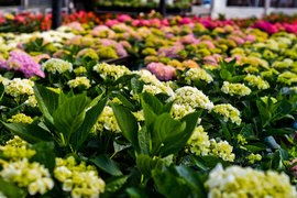 Im więcej zieleni, tym więcej szczęścia