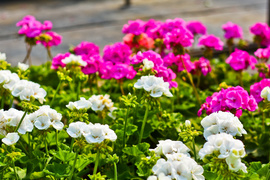 Im więcej zieleni, tym więcej szczęścia