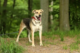 Galeria pod psem i kotem (Odc.57)