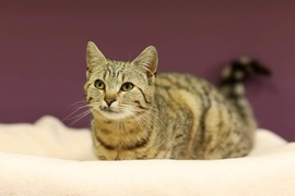 Galeria pod psem i kotem (Odc.59)