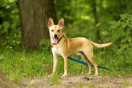 Galeria pod psem i kotem (Odc.60)