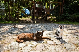 Kadyny, czyli z wizytą u cesarza Wilhelma  (Cudze chwalicie, swego nie znacie, odcinek 4) 