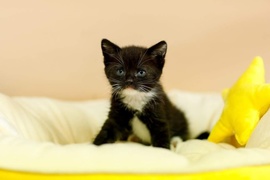 Galeria pod psem i kotem (Odc.64)