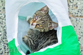 Galeria pod psem i kotem (Odc.65)