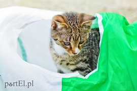 Galeria pod psem i kotem (Odc.65)