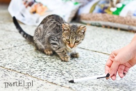 Galeria pod psem i kotem (Odc.65)