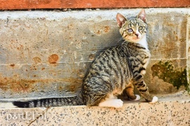 Galeria pod psem i kotem (Odc.65)