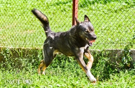 Galeria pod psem i kotem (Odc.66)