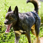 Galeria pod psem i kotem (Odc.66)