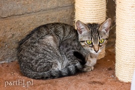 Galeria pod psem i kotem (Odc.67)