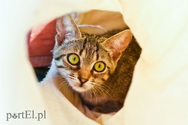 Galeria pod psem i kotem (Odc.67)