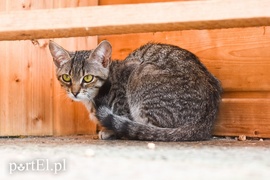 Galeria pod psem i kotem (Odc.67)